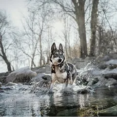 Wolf of Wilderness Training "Explore the Blue River" su vištiena ir lašiša, skanėstai šunims — 5 nuotrauka