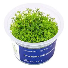 Akvariumo augalas Myriophyllum mattogrossense
