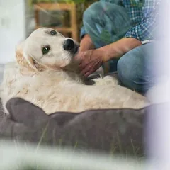 Hunter sofa šunims Boston, Vidutiniams 11–25 kg — 2 nuotrauka