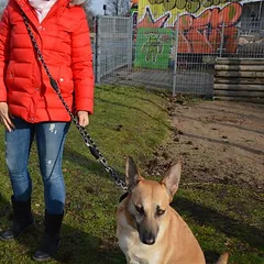 JULIUS-K9 IDC® reguliuojamas virvinis pavadėlis, 220 cm ilgio, Ø 12 mm, juoda — 4 nuotrauka