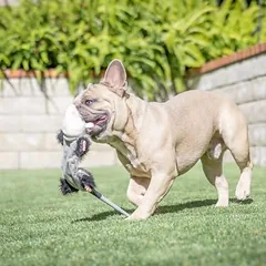 Hyper Pet žaislas šunims Real Skinz, oposumas, apie L 30 x B 15 x H 8 cm — 2 nuotrauka