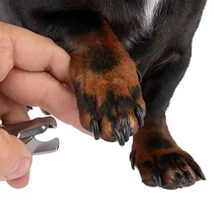 kooa nagų žirklės, Vidutiniams 11–25 kg — 5 nuotrauka