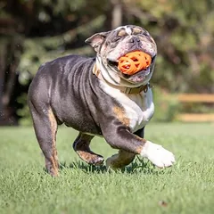 CHUCKIT! Air Fetch Football žaislas šunims, apie L 14 x Ø 7,6 cm — 4 nuotrauka