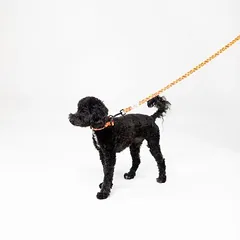 WARNER BROS Harry Potter pavadėlis šunims Gryffindor, 200 cm ilgio, 20 mm pločio — 4 nuotrauka
