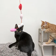 zooplus Exclusive žaislas katėms Valentino dienai, 1 vnt. — 4 nuotrauka