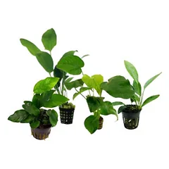 Akvariumo augalas Anubias