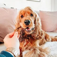 Pedigree Mega Box Hundesnacks