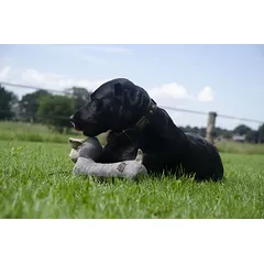 COUNTRY DOG Buddy medžiaginis žaislas šunims, 35x18 cm, pilkas — 3 nuotrauka