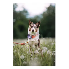 Woolly Wolf Color Block antkaklis šunims, lašišų rožinės spalvos, M — 2 nuotrauka
