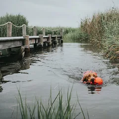 HUNTER Moss plaukimo liemenė šunims, M dydis, 52-63 cm, raudona — 5 nuotrauka