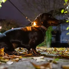 TIAKI LED antkaklio šviesa Švyturys, oranžinė — 5 nuotrauka