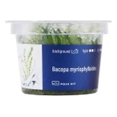 Akvariumo augalas Bacopa myriophylloides — 3 nuotrauka