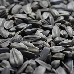 KLASEBO Sonnenblumenkerne schwarz für Wildvögel