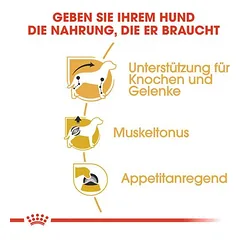 Royal Canin Dachshund Mousse drėgnas maistas šunims — 4 nuotrauka