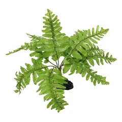 Repti Planet Nephrolepis Fern dirbtinis dekoras terariumui, 20 cm