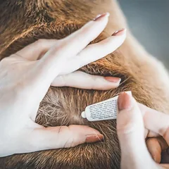 Vetocanis natūralūs vabzdžių repelentai lašiukai šunims, kurių svoris 10-20 kg, 2×3 ml — 2 nuotrauka