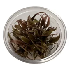 Akvariuminis augalas Cryptocoryne parva