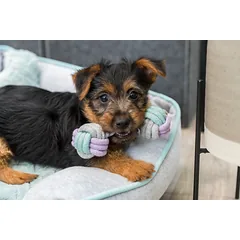 TRIXIE Junior Hantelis, virvė, 15 cm (pak.3) — 3 nuotrauka