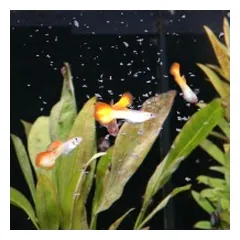 ProNovoGuppy Flakes S pašaras gupijoms 100 ml — 5 nuotrauka