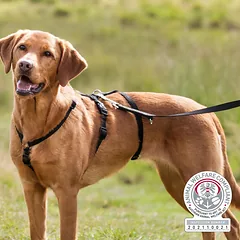 TRIXIE Panic petnešos su apsauga nuo pabėgimo, XS-S 30-40 cm-10 mm, juodos