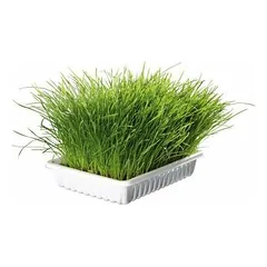Trixie Bio Cat žolė kačiukams (dubenėlis) 100 g — 3 nuotrauka