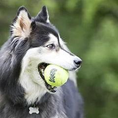 KONG Air Squeaker Tennis Ball Medium teniso kamuoliukai šunims su cypiančiu garsu, neabrazyviniai, 3 vnt. — 3 nuotrauka
