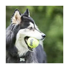 KONG žaislas šunims SqueakAir Ball XL — 4 nuotrauka