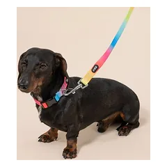 TIAKI pavadėlis šunims Rainbow, Vidutiniams 11–25 kg — 4 nuotrauka