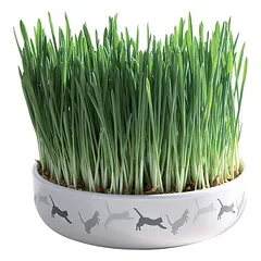 Trixie Keramikschale mit Katzengras
