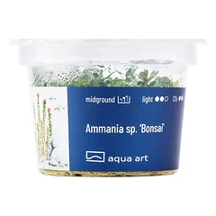 Akvariumo augalas Ammania Bonsai — 3 nuotrauka