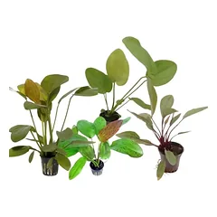 Akvariumo augalas Echinodorus