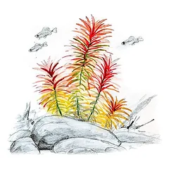 Akvariumo augalas Limnophila aromatica — 2 nuotrauka