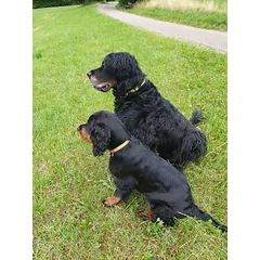 Max & Molly GOTCHA! Smart ID Ruler antkaklis - antkaklis su išmaniuoju žymekliu šunims — 2 nuotrauka