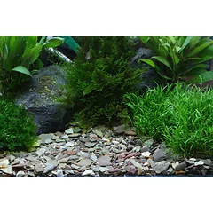 Dennerle Plantahunter Rio Xingu 2-22mm, 5kg — 2 nuotrauka