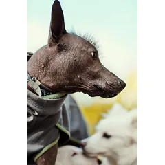 Hurtta Razzle - Dazzle Reflective Figures - reflective set for collars, leashes, and harnesses — 5 nuotrauka