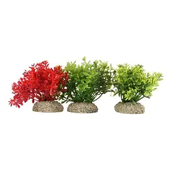 Aqua Della akvariumo augalas Glossostigma, natūralus