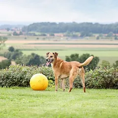 Kerbl Pet žaidimo kamuoliukas šunims, Dideliems 26–45 kg — 5 nuotrauka