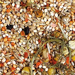JR Farm Individual banguotosioms papūgėlėms, pašaras paukščiams, 1 kg — 3 nuotrauka
