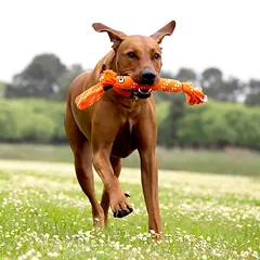 ROGZ Scrubz Small Red 31.5cm — 2 nuotrauka