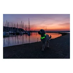 TRIXIE LED antkaklis USB, platus, silikonas, M-L: 50 cm/18 mm, žalias (pak.2) — 3 nuotrauka