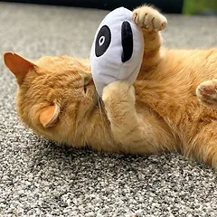 Aumüller žaislinė pagalvėlė katėms Panda Qi, 1 vnt. — 3 nuotrauka
