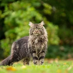Virbac Veterinary HPM Cat Allergy A2, sausas maistas katėms — 5 nuotrauka