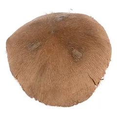 TIAKI kokoso riešuto namelis žiurkėnams ir pelėms, apie Ø 16 x H 13 cm — 3 nuotrauka