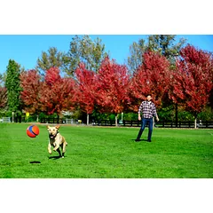 CHUCKIT Kick Fetch kamuolys S, 14 cm — 3 nuotrauka