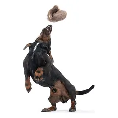 TIAKI žaislas šunims Triušio šlepetė, Mažiems 5–10 kg — 5 nuotrauka