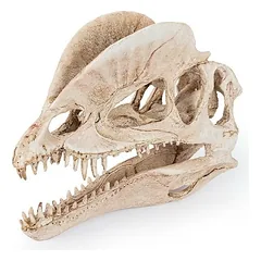 Dekoracija Dinozauro kaukolė