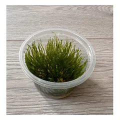 Akvariuminis augalas Spiky moss