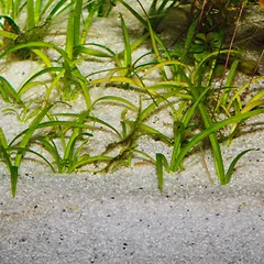 JBL gruntas Sansibar River 5 kg (0,8 mm) — 3 nuotrauka