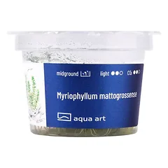 Akvariumo augalas Myriophyllum mattogrossense — 3 nuotrauka