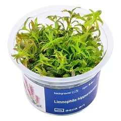 Akvariumo augalas Limnophila hippuridoides